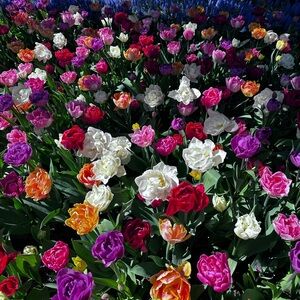 Meet your Posher, Luanna